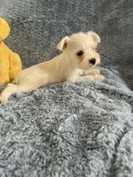 Sammy, a male Miniature Schnauzer for sale in Oklahoma City, OK – 1 of 4