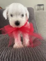 Casper, a male Miniature Schnauzer for sale in Oklahoma City, OK – Photo 5 of 5