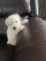 Casper, a male Miniature Schnauzer for sale in Oklahoma City, OK – Photo 2 of 5