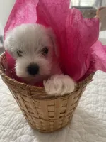 Casper, a male Miniature Schnauzer for sale in Oklahoma City, OK – Photo 3 of 5