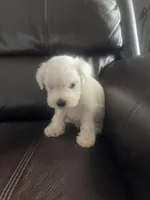 Casper, a male Miniature Schnauzer for sale in Oklahoma City, OK – Photo 4 of 5