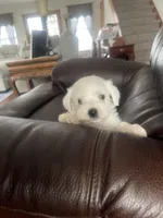 Casper, a male Miniature Schnauzer for sale in Oklahoma City, OK – Photo 1 of 5