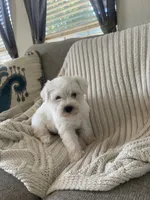 Dollar, a male Miniature Schnauzer for sale in Oklahoma City, OK – 4 of 8