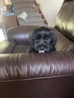 Zeek, a male Miniature Schnauzer for sale in Oklahoma City, OK – 2 of 5