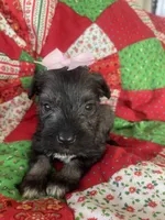 Jill, a female Miniature Schnauzer for sale in Oklahoma City, OK – Photo 5 of 6