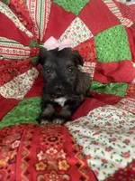 Jill, a female Miniature Schnauzer for sale in Oklahoma City, OK – Photo 3 of 6