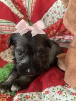 Jill, a female Miniature Schnauzer for sale in Oklahoma City, OK – Photo 4 of 6