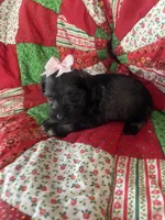 Jill, a female Miniature Schnauzer for sale in Oklahoma City, OK – Photo 2 of 6