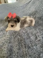 Carley, a female Miniature Schnauzer for sale in Oklahoma City, OK – 2 of 3