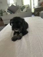 Colby, a male Miniature Schnauzer for sale in Oklahoma City, OK – 2 of 4