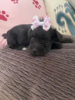 Matilda, a female Miniature Schnauzer for sale in Oklahoma City, OK – 2 of 4