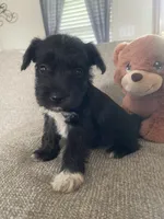 Brock, a male Miniature Schnauzer for sale in Oklahoma City, OK – 2 of 4