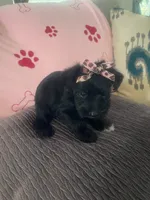 Betty Boop, a female Miniature Schnauzer for sale in Oklahoma City, OK – 3 of 4