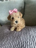 Candy, a female Schnoodle for sale in Oklahoma City, OK – 3 of 5
