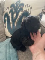 Cojack, a male Miniature Schnauzer for sale in Oklahoma City, OK – 4 of 9