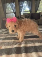 Mandy, a female Schnoodle for sale in Oklahoma City, OK – 2 of 4