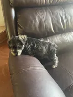 Pete, a male Miniature Schnauzer for sale in Oklahoma City, OK – 2 of 7