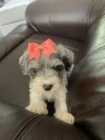 Carley, a female Miniature Schnauzer for sale in Oklahoma City, OK – 3 of 3