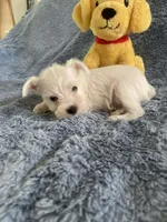 Sammy, a male Miniature Schnauzer for sale in Oklahoma City, OK – 2 of 4