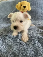Sammy, a male Miniature Schnauzer for sale in Oklahoma City, OK – 4 of 4