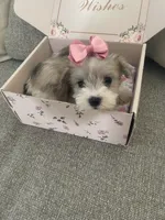 Pebbles, a female Miniature Schnauzer for sale in Oklahoma City, OK – 4 of 4