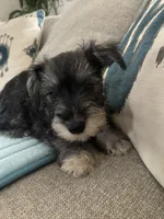 Pete, a male Miniature Schnauzer for sale in Oklahoma City, OK – 4 of 7