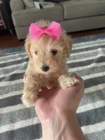 Mandy, a female Schnoodle for sale in Oklahoma City, OK – 4 of 4