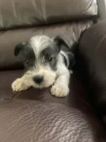 Milo, a male Miniature Schnauzer for sale in Oklahoma City, OK – 1 of 3