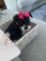 Roxy, a female Miniature Schnauzer for sale in Oklahoma City, OK – 2 of 4