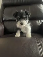 Lorenzo, a male Miniature Schnauzer for sale in Oklahoma City, OK – Photo 1 of 3