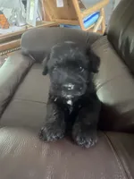 Lenny, a male Miniature Schnauzer for sale in Oklahoma City, OK – 2 of 3