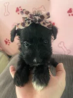 Betty Boop, a female Miniature Schnauzer for sale in Oklahoma City, OK – 2 of 4