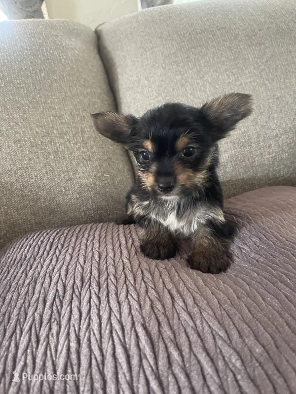 Chewy – Yorkshire Terrier puppy for sale in Oklahoma City, OK