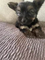 Hammy , a male Yorkshire Terrier for sale in Oklahoma City, OK – 2 of 4