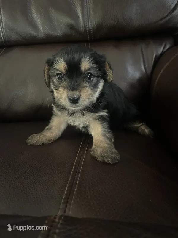 Chuckie – Yorkshire Terrier puppy for sale in Oklahoma City, OK