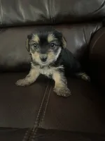 Chuckie, a male Yorkshire Terrier for sale in Oklahoma City, OK – 1 of 2