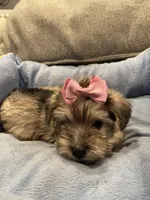 Jenna, a female Miniature Schnauzer for sale in Oklahoma City, OK – 2 of 5
