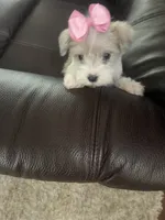 Pebbles, a female Miniature Schnauzer for sale in Oklahoma City, OK – 2 of 4