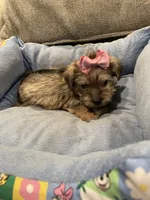 Jenna, a female Miniature Schnauzer for sale in Oklahoma City, OK – 4 of 5