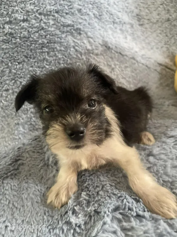 Ellie – Miniature Schnauzer puppy for sale in Oklahoma City, OK