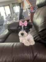 Lola, a female Miniature Schnauzer for sale in Oklahoma City, OK – 5 of 7
