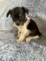 Ellie, a female Miniature Schnauzer for sale in Oklahoma City, OK – 2 of 4