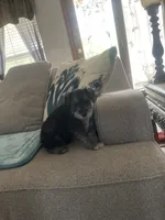 Pete, a male Miniature Schnauzer for sale in Oklahoma City, OK – 7 of 7