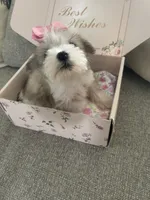 Pebbles, a female Miniature Schnauzer for sale in Oklahoma City, OK – 3 of 4