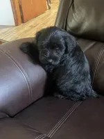 Zeek, a male Miniature Schnauzer for sale in Oklahoma City, OK – 4 of 5