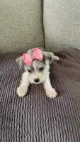 Trixie, a female Miniature Schnauzer for sale in Oklahoma City, OK – 3 of 3