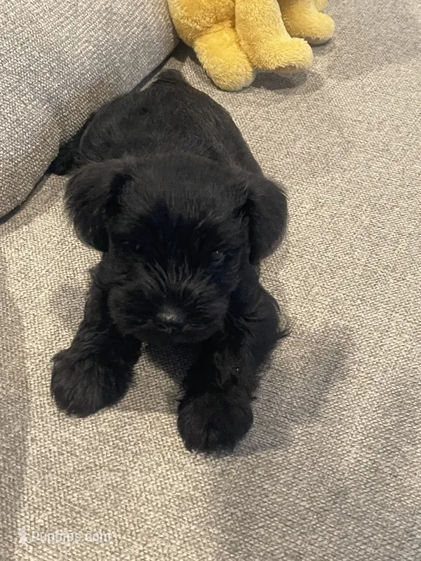 Smokey – Miniature Schnauzer puppy for sale in Oklahoma City, OK