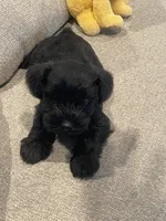 Smokey, a male Miniature Schnauzer for sale in Oklahoma City, OK – 1 of 2