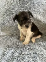 Ellie, a female Miniature Schnauzer for sale in Oklahoma City, OK – 4 of 4