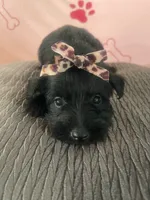 Betty Boop, a female Miniature Schnauzer for sale in Oklahoma City, OK – 4 of 4